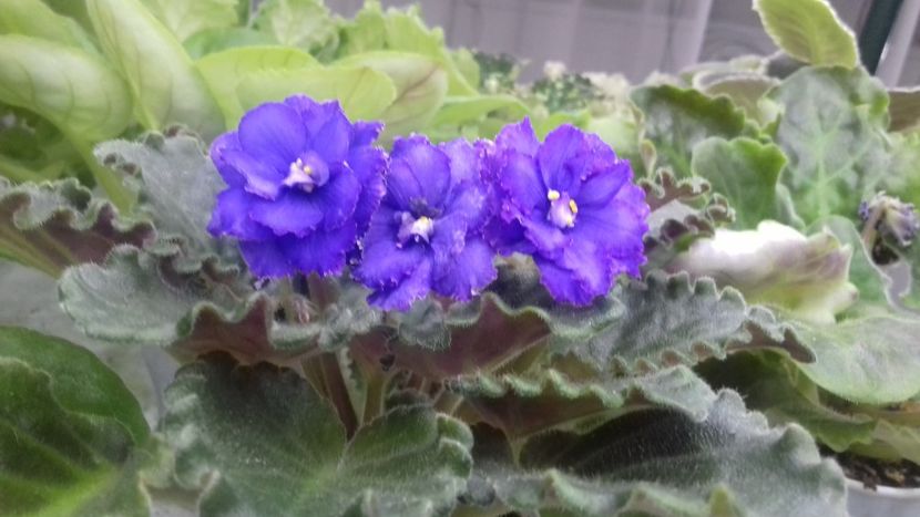 Ozio sport - 1violete inflorite 2018 2019