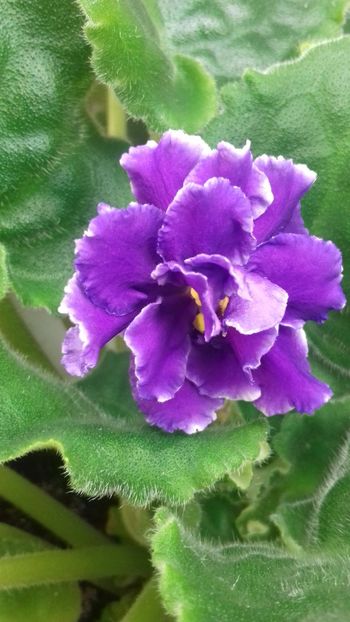 RS Secret sign - 1violete inflorite 2018 2019