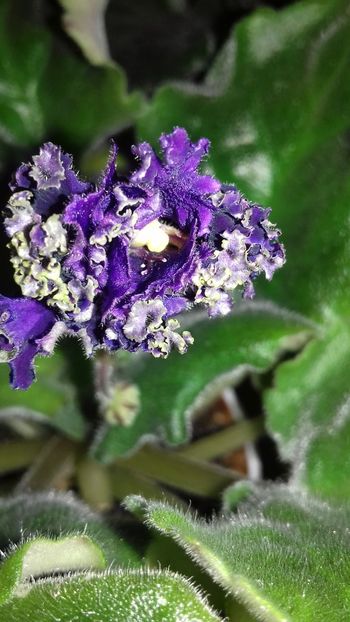  - 1violete inflorite 2018 2019