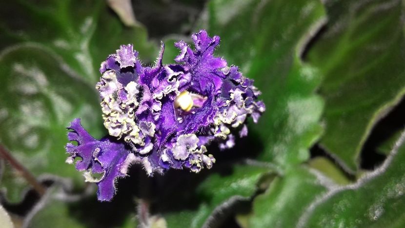 Purple Passion - 1violete inflorite 2018 2019