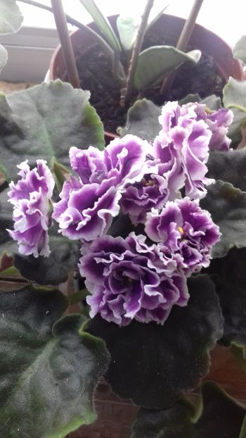  - 1violete inflorite 2018 2019