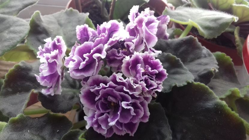 Le Aisedora - 1violete inflorite 2018 2019