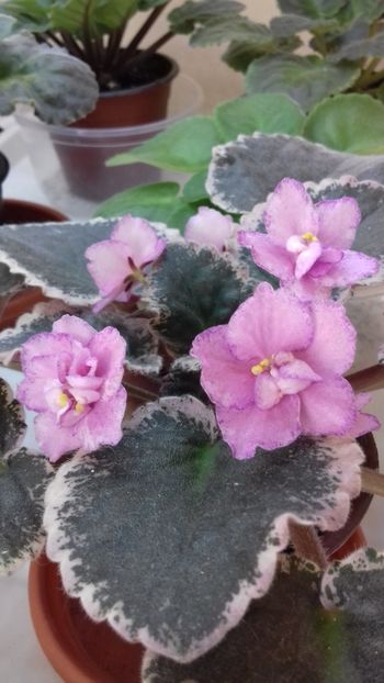  - 1violete inflorite 2018 2019