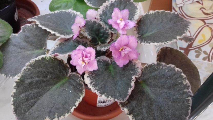 Buckeye. ....... - 1violete inflorite 2018 2019