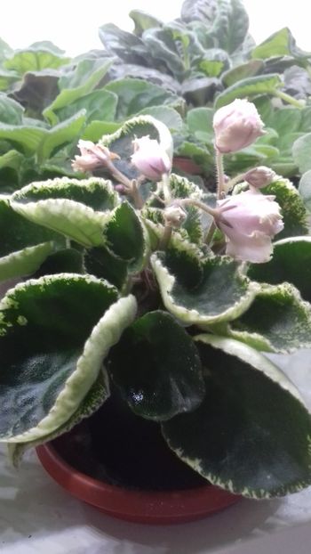 Ian Bokal - 1violete inflorite 2018 2019