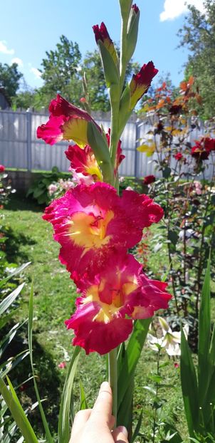  - Colectia de galdiole 2018