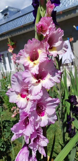  - Colectia de galdiole 2018