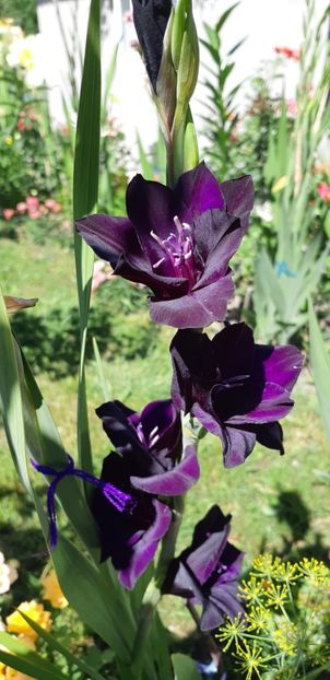  - Colectia de galdiole 2018