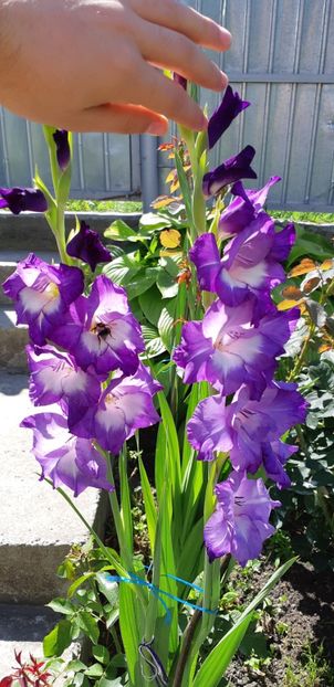  - Colectia de galdiole 2018