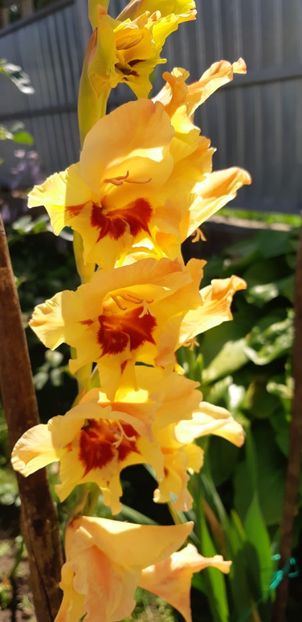  - Colectia de galdiole 2018