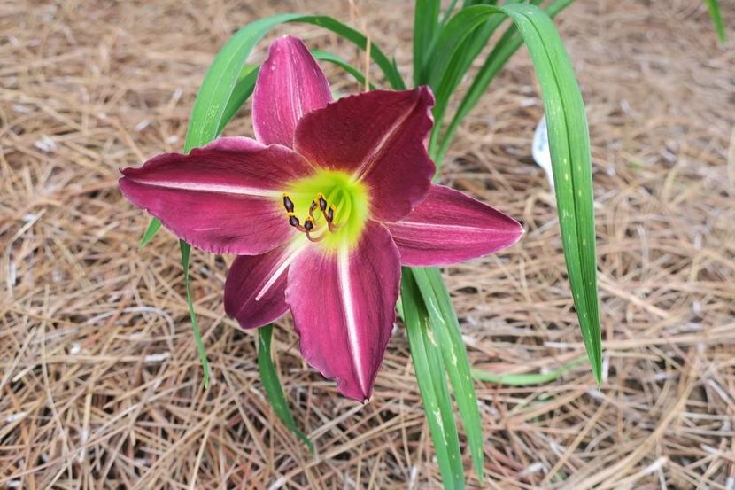 Apres moi CONF - _Hemerocallis