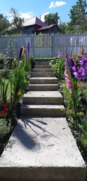  - Colectia de galdiole 2018