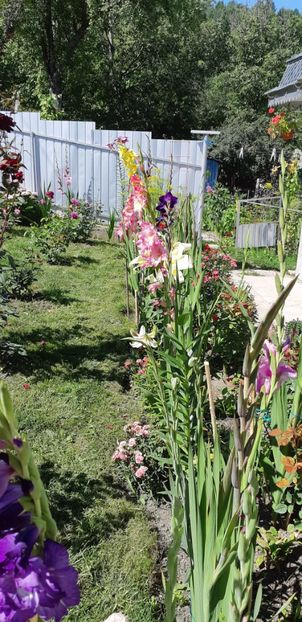  - Colectia de galdiole 2018