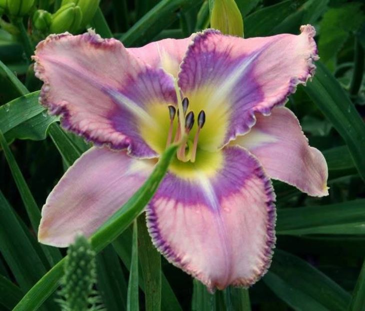 MILDREDMITCHELL CONF - _Hemerocallis