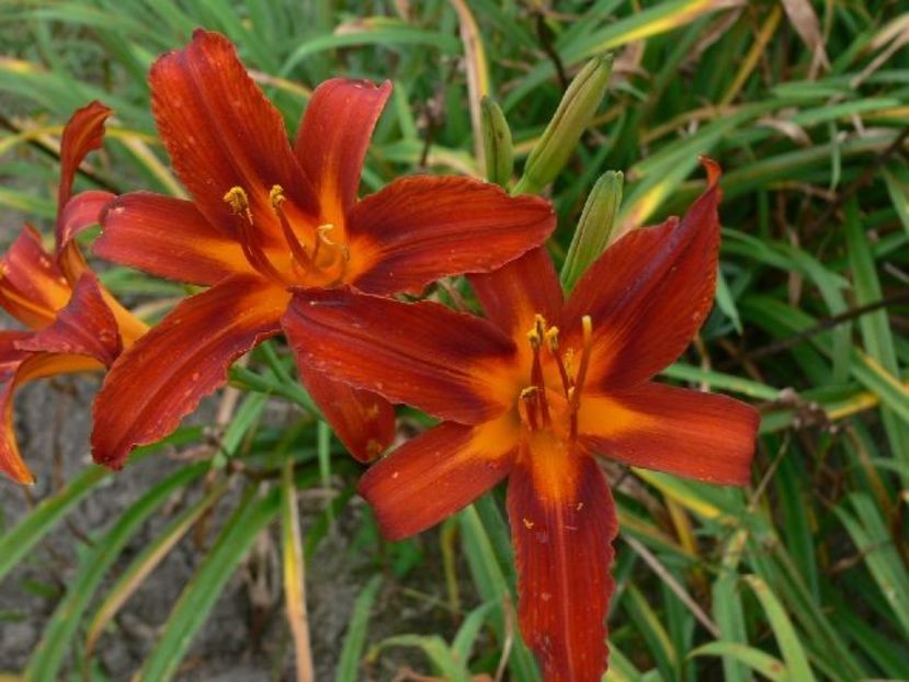 sammyrussell CONF - _Hemerocallis