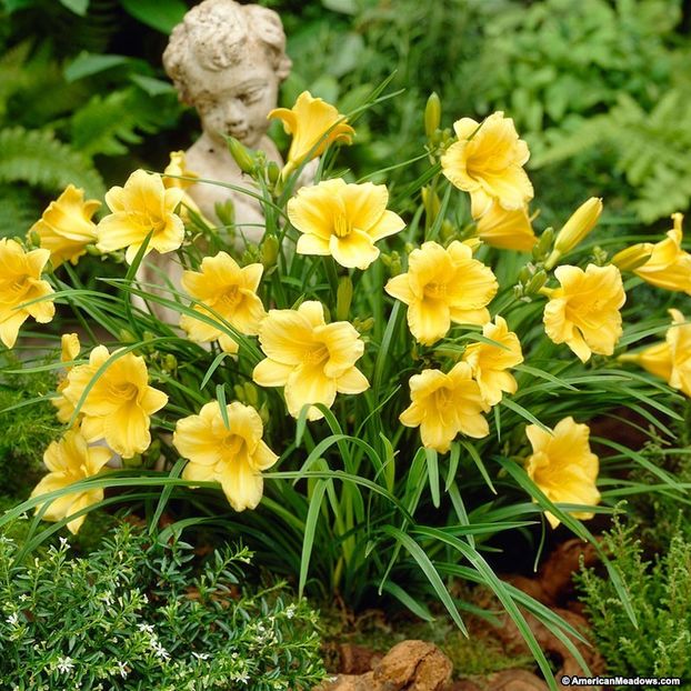 stella-d-oro-3 CONF - _Hemerocallis