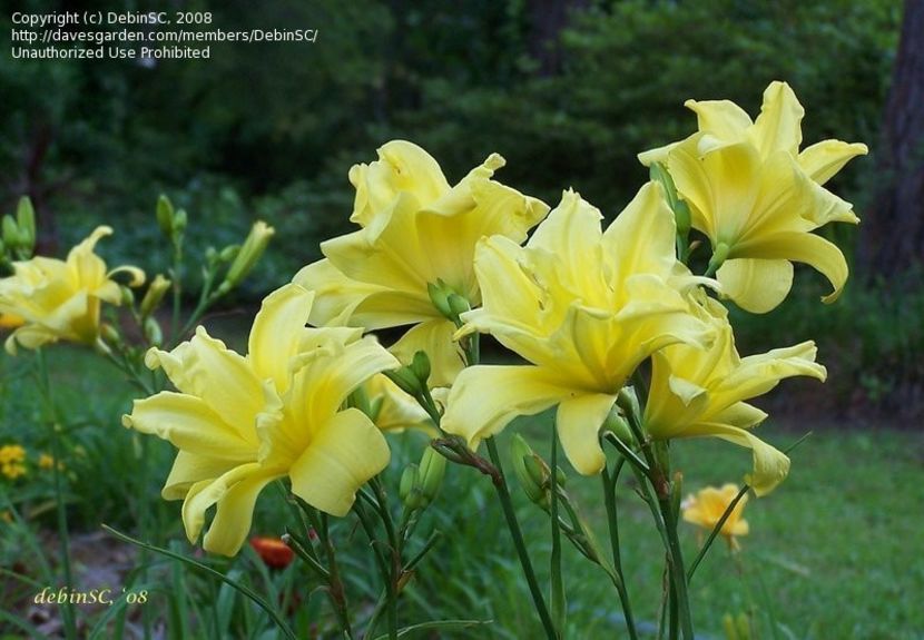 double river wye CONF - _Hemerocallis