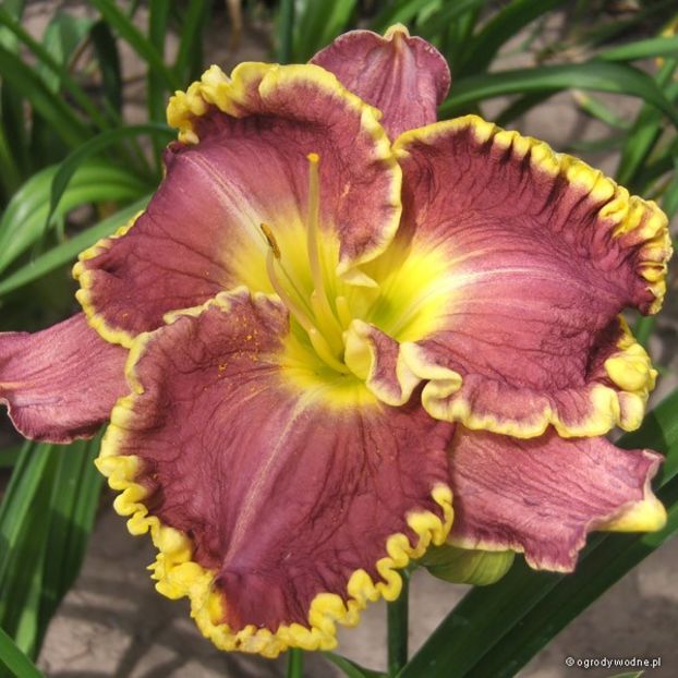 daria MORT - _Hemerocallis