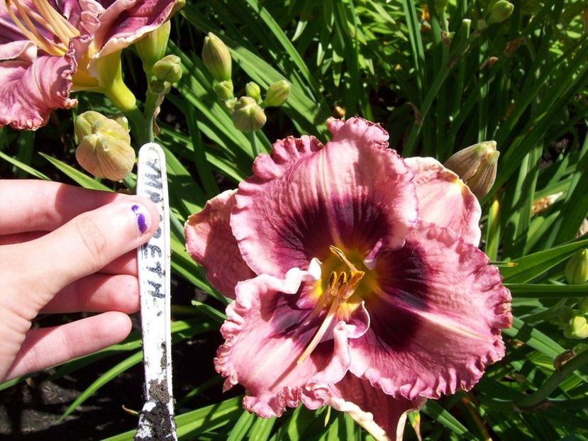macbeth - _Hemerocallis