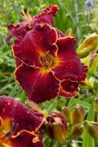 naughty red NU COINCIDE - _Hemerocallis