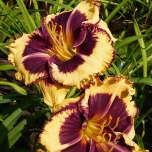 Tiger-Blood CONF - _Hemerocallis