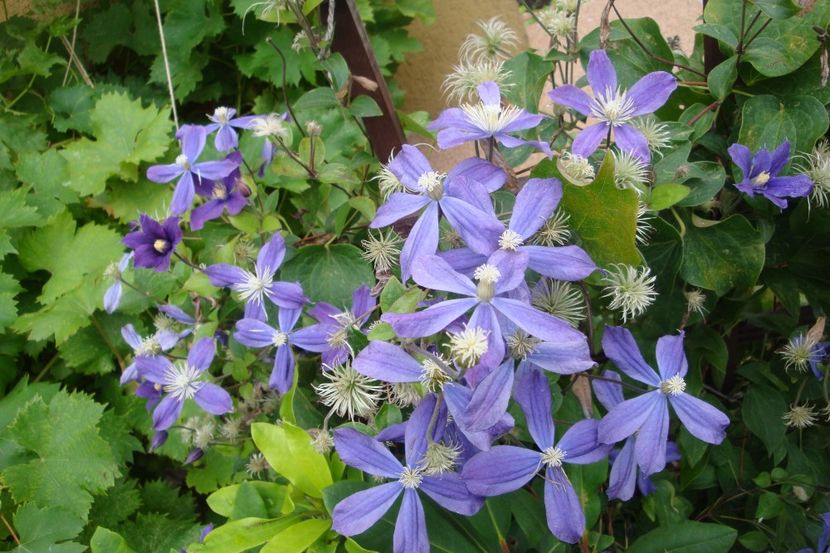 Arabella cea mai harnica - Clematite