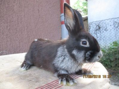 masc !! - X ARHIVA IEPURI CE AM AVUT