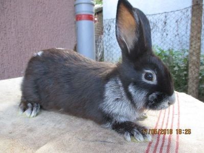 prod.proprie !!! 2018 !!! - X ARHIVA IEPURI CE AM AVUT