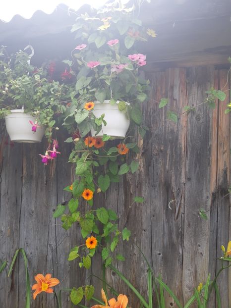  - Floricele necunoscute