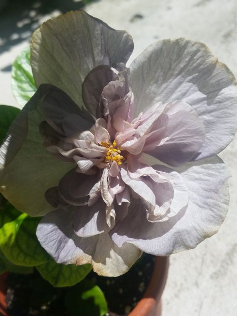  - Hibiscus 2018