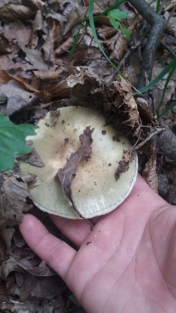  - pe camp si in padure