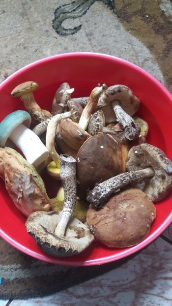 1531653268710-1165968975 - pe camp si in padure