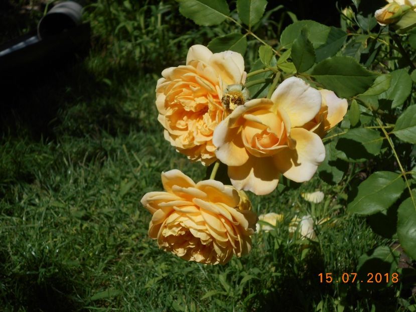  - 3Trandafiri 2018