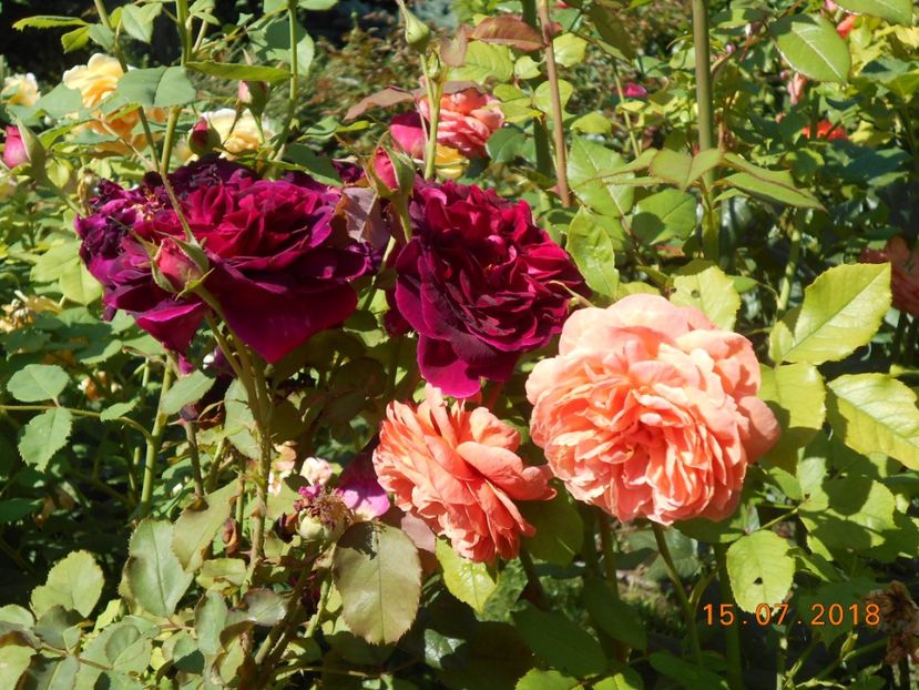  - 3Trandafiri 2018