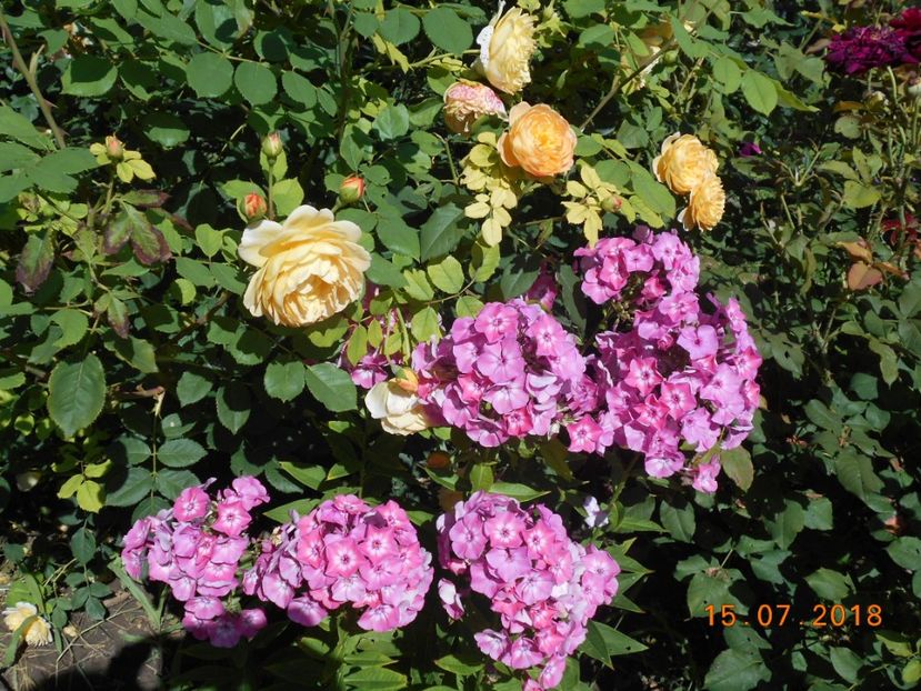 15.07.2018 - Golden Celebration