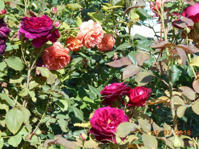  - 3Trandafiri 2018
