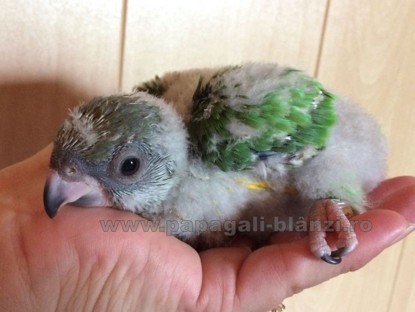 puiSenegal 15 - papagali Senegal pui 2018