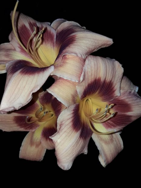  - Hemerocallis