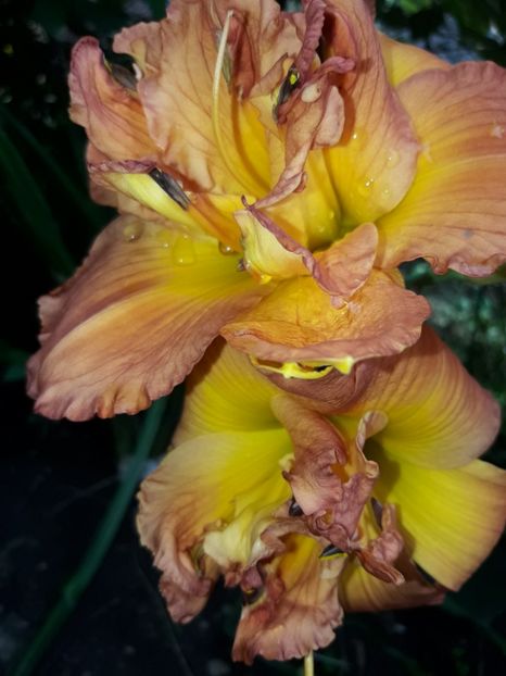  - Hemerocallis