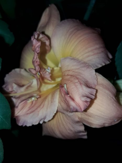  - Hemerocallis