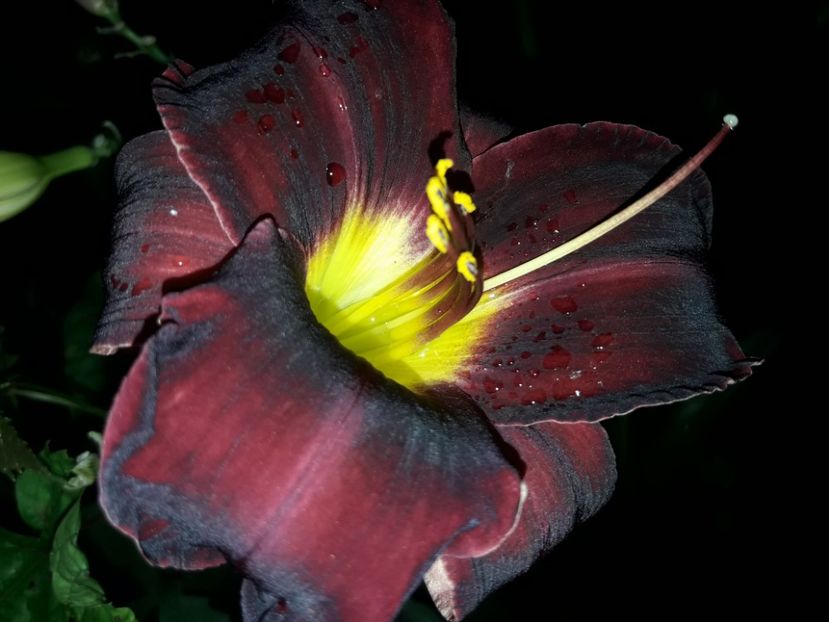  - Hemerocallis