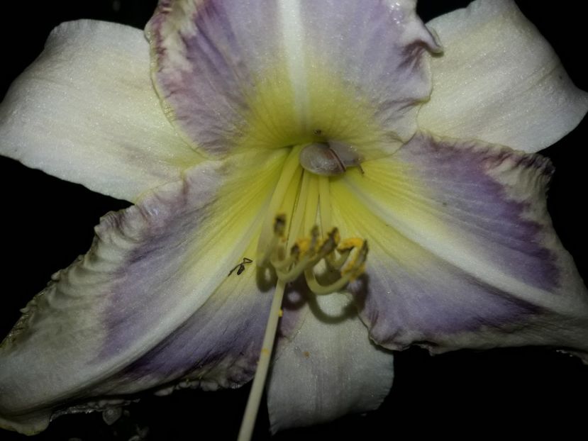  - Hemerocallis