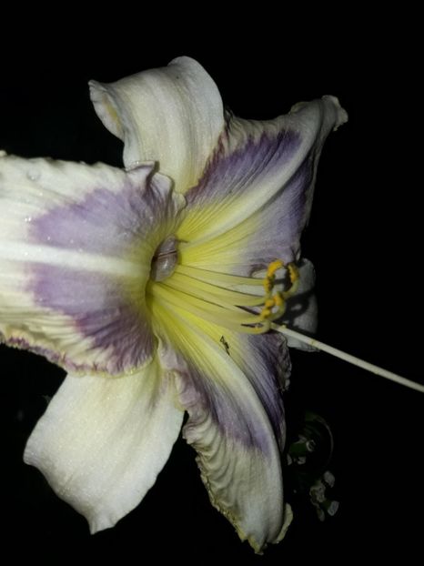  - Hemerocallis