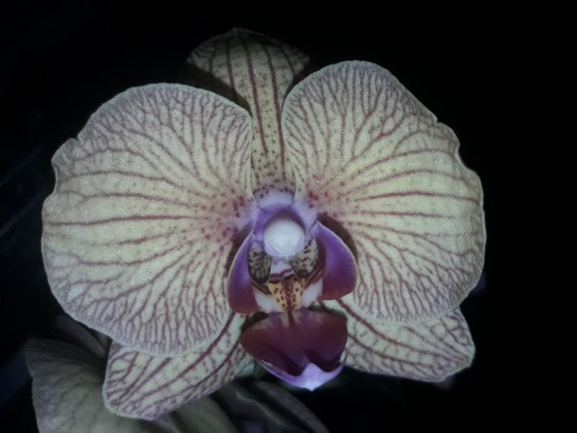  - Orhidee