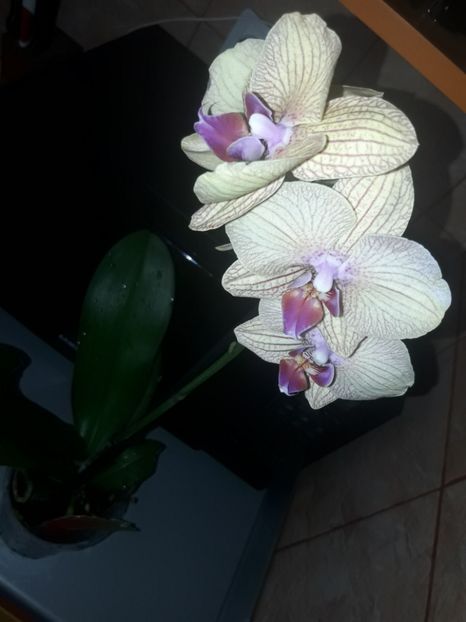 - Orhidee