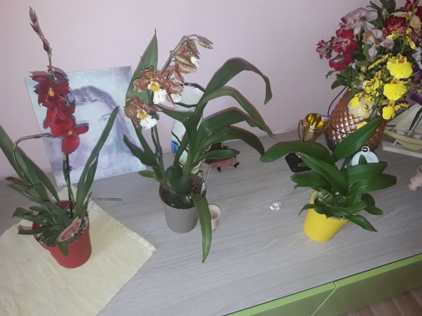  - Orhidee