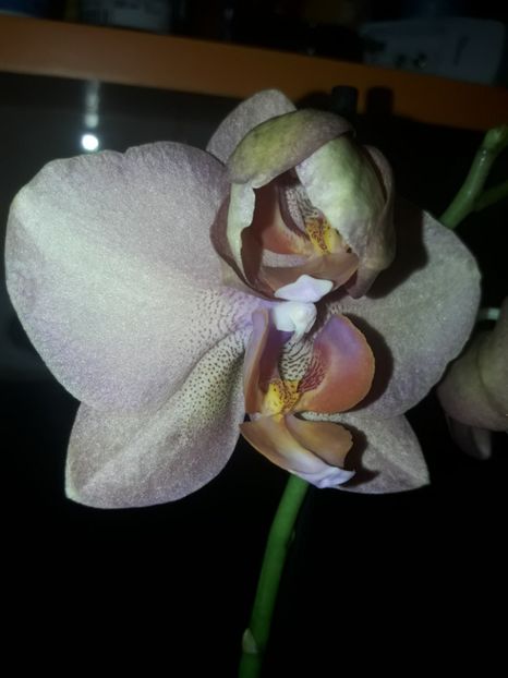  - Orhidee