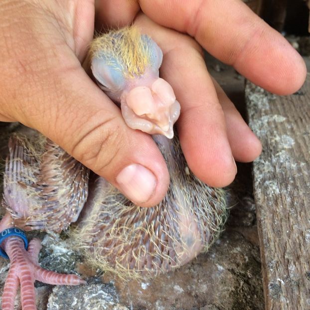 IMG-20180710-WA0005 - TINERET 2018