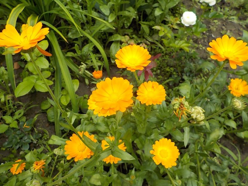  - galbenele in gradina