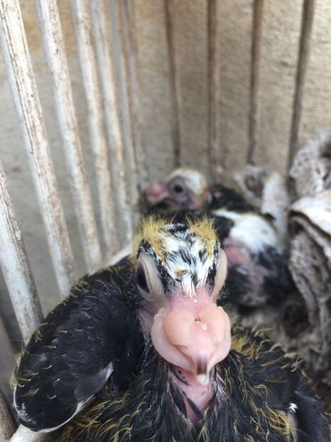 IMG-20180710-WA0002 - TINERET 2018